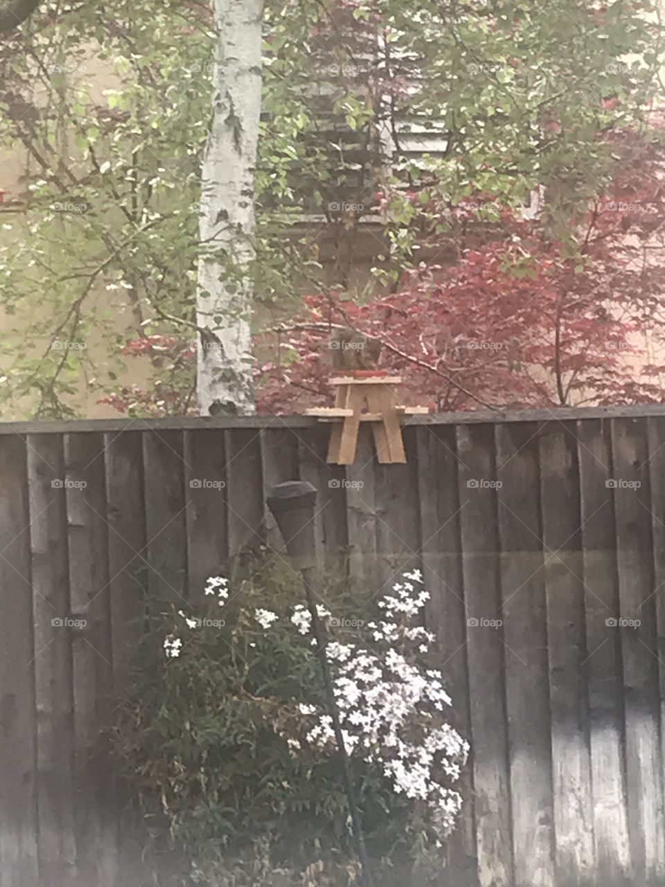 Squirrel having lunch on a picnic table. 