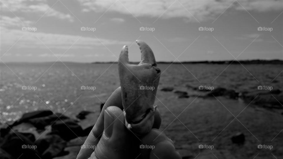 crab claw