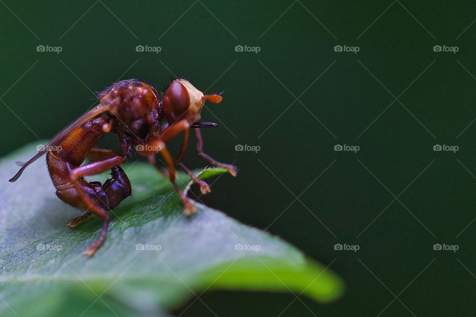 Scorpion Fly on leaf