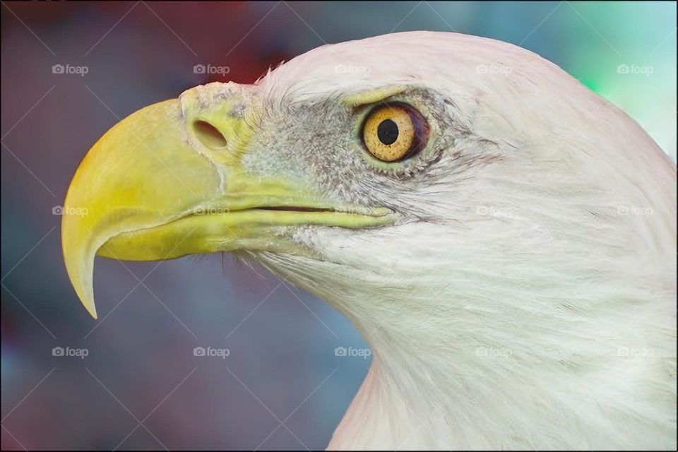 The American Bald Eagle has distinctive yellow eyes and beak.