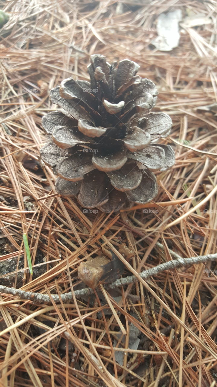 Pinecone