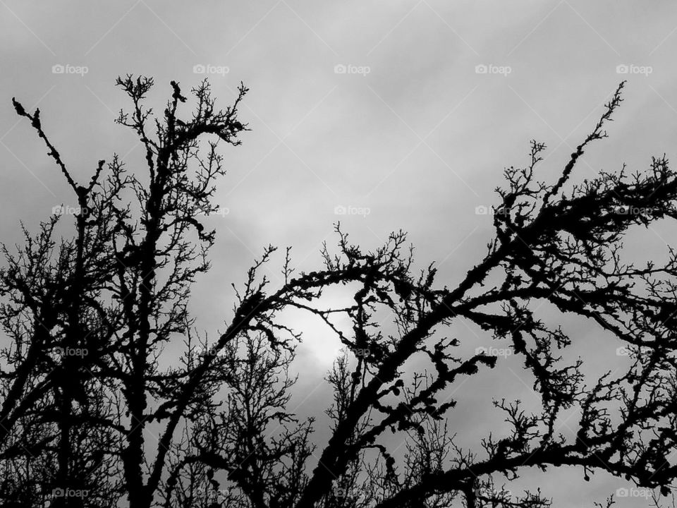 gothic branches with sun
