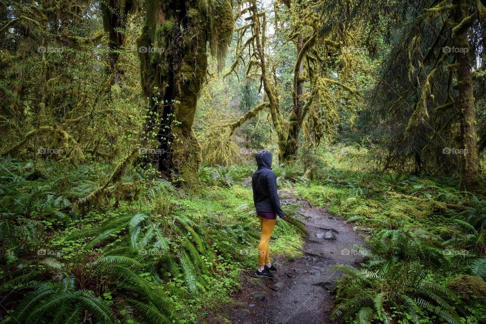 Hoh Rainforest trails 