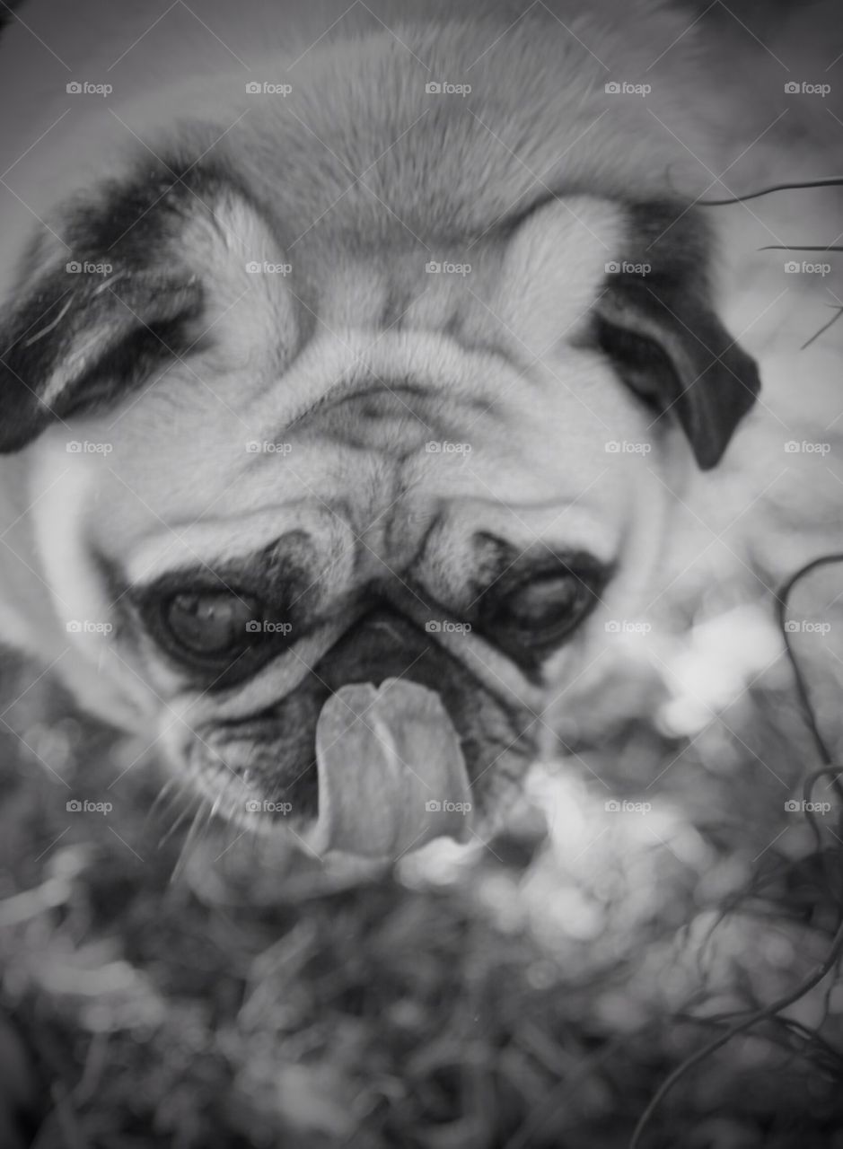 Pugly Tongue - bnw