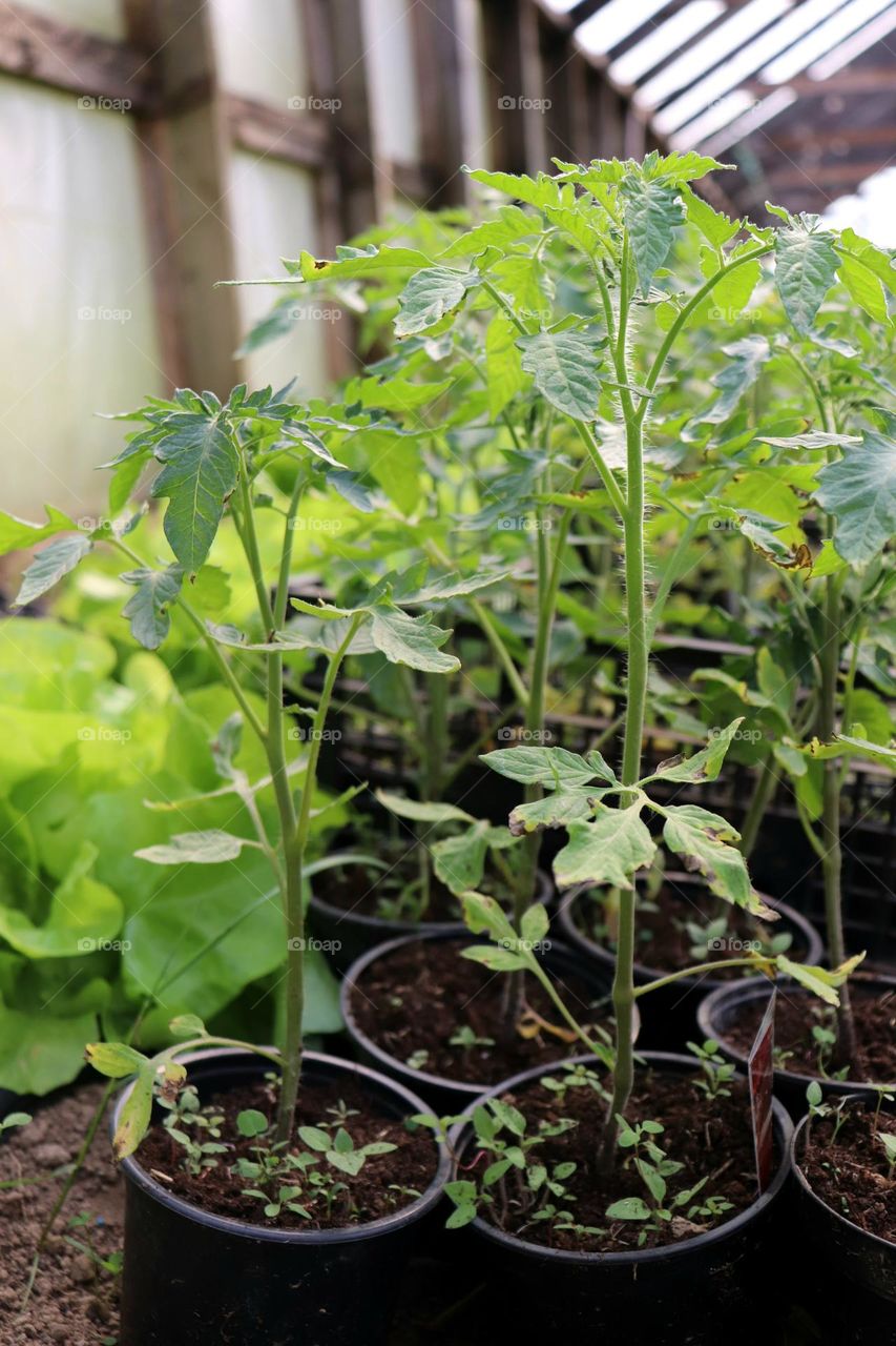 Plant Plants to Celebrate Earth Day