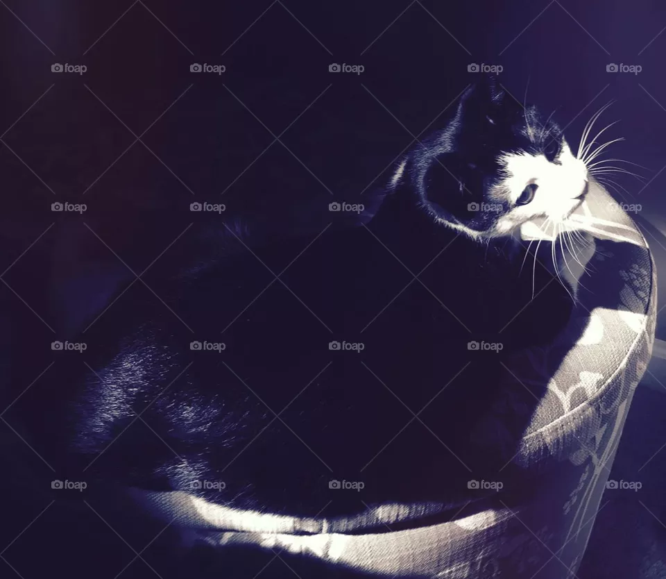 Kitty