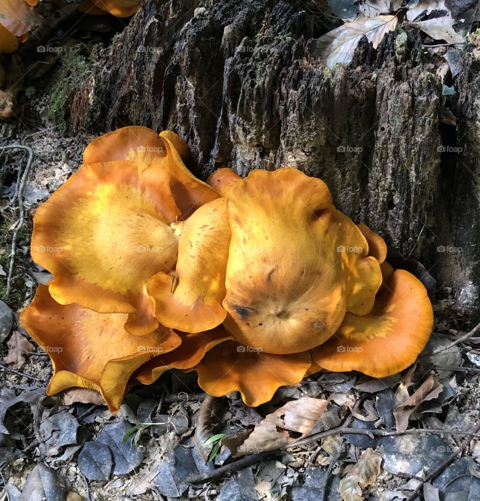 Large Orange Mushrooms Around Stump - Autumn