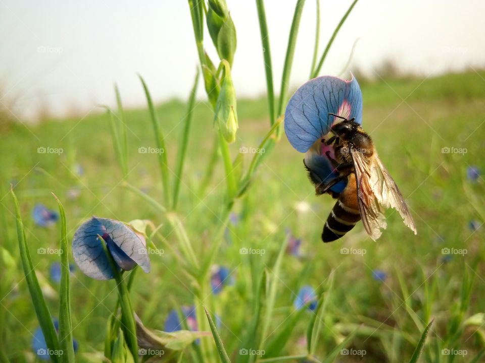#BEE bee fly #blue flowers...
beautiful flowers and beautiful picture
RZ STUDIO