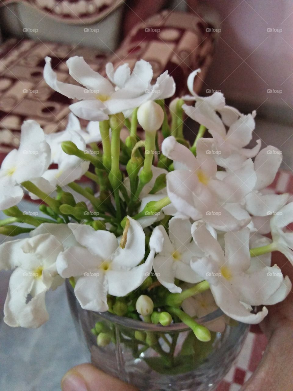 Chandni flowers