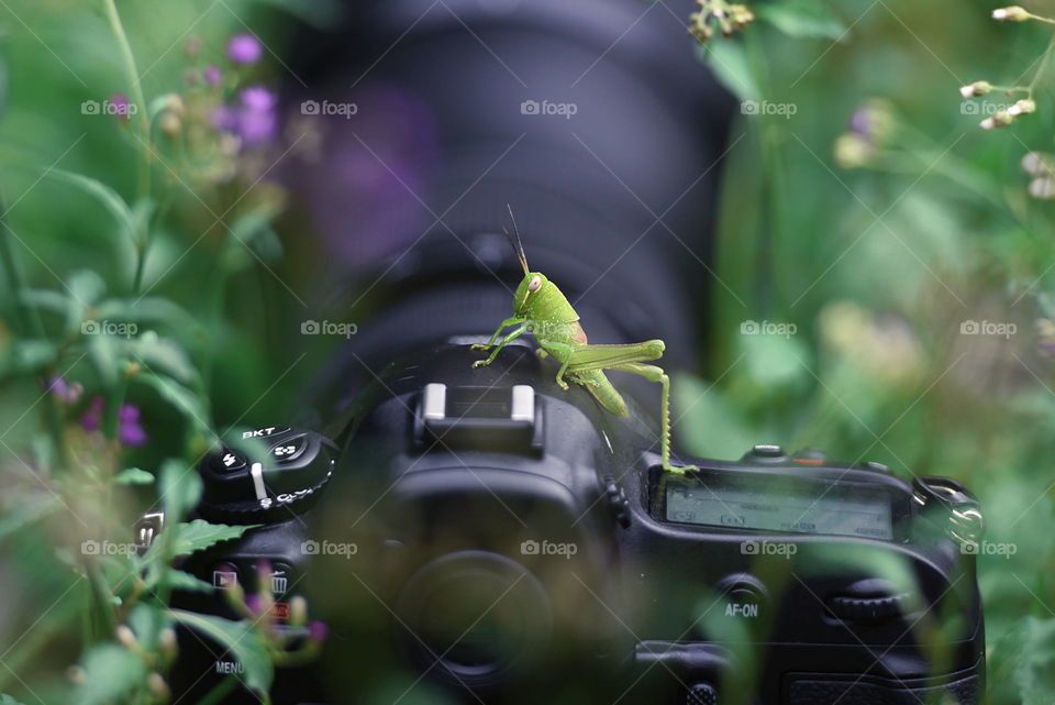 grashopper on camera