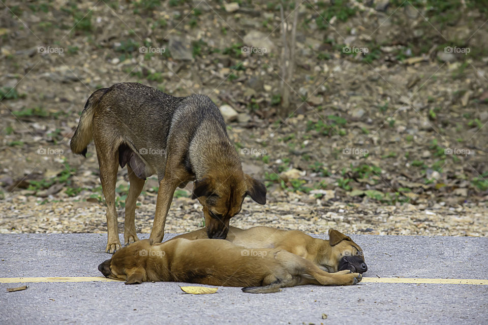 The mother dog cleans the puppy lying on the road.