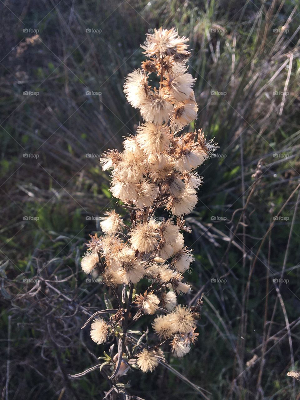 Dry flowers in meadow