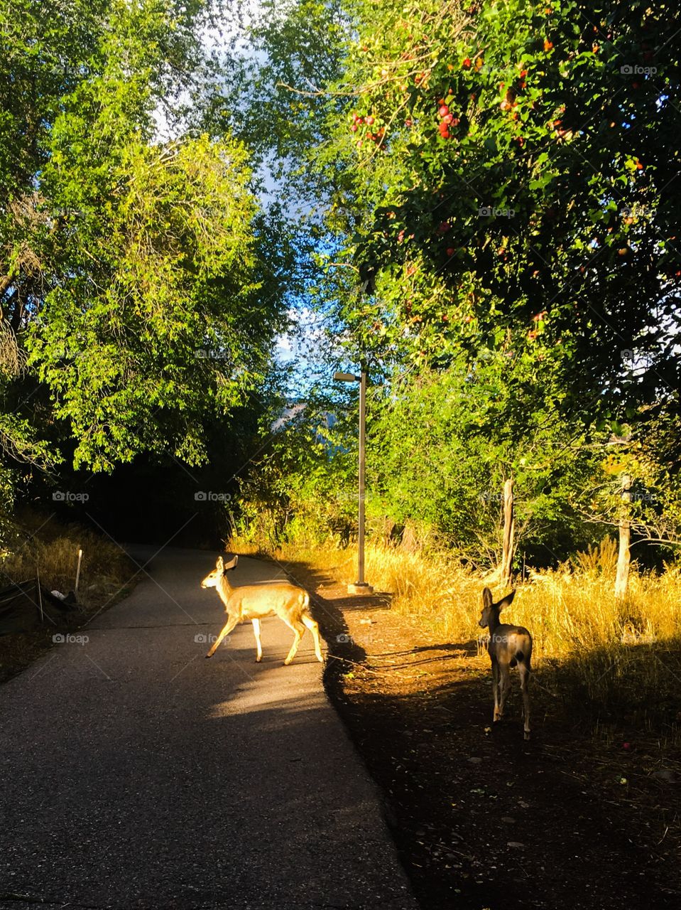 Deer crossing trail