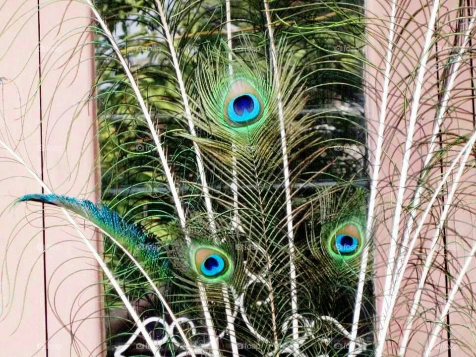 Peacock feather