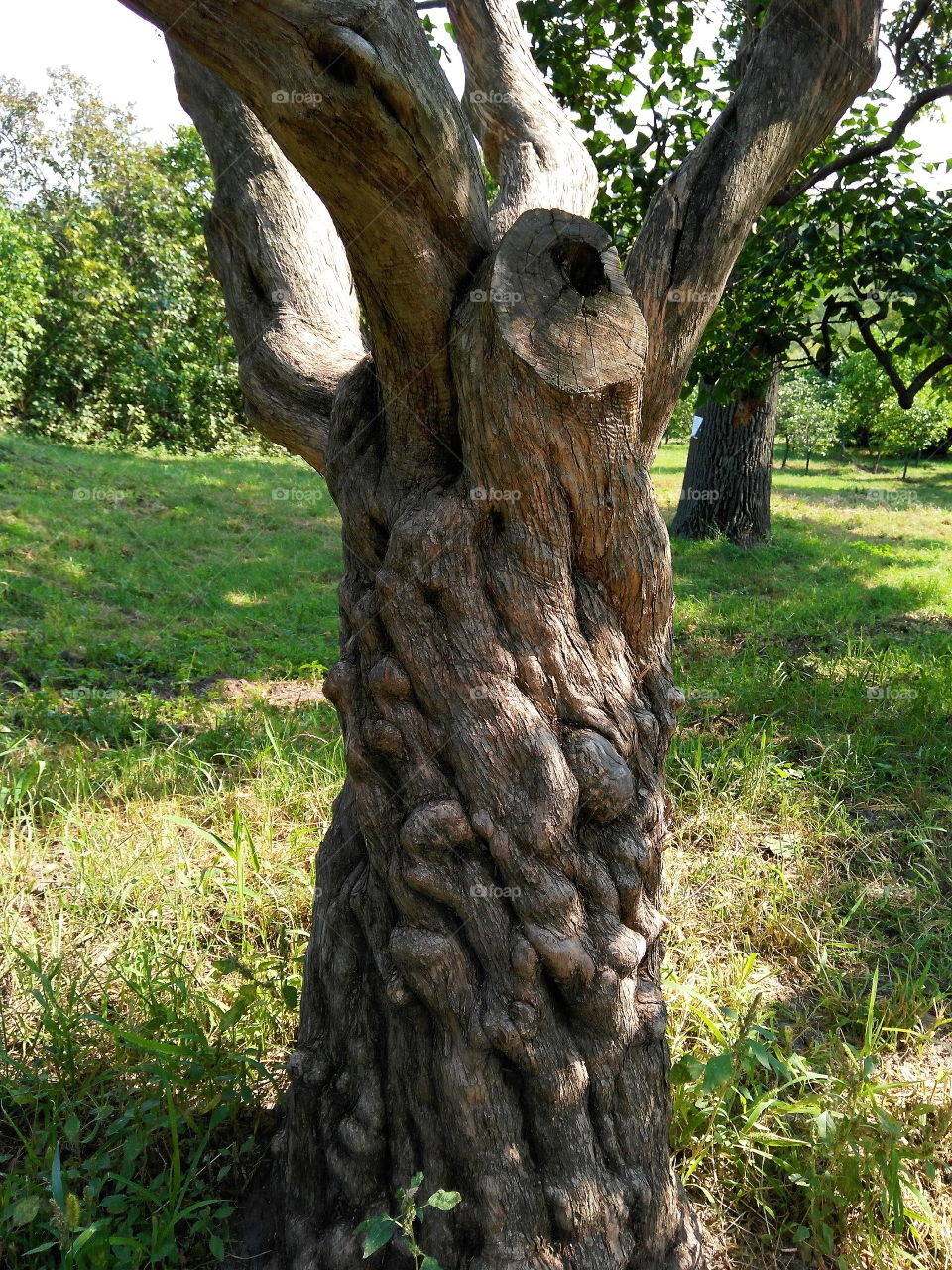 old tree texture
