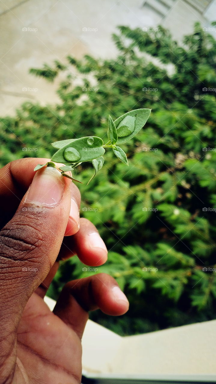 the most beautiful small green colour plant in my hand