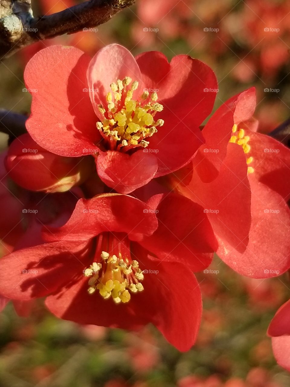 Quince bush in bloom