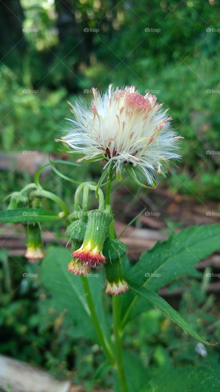 Crassocephalum crepidioides flower in bloom