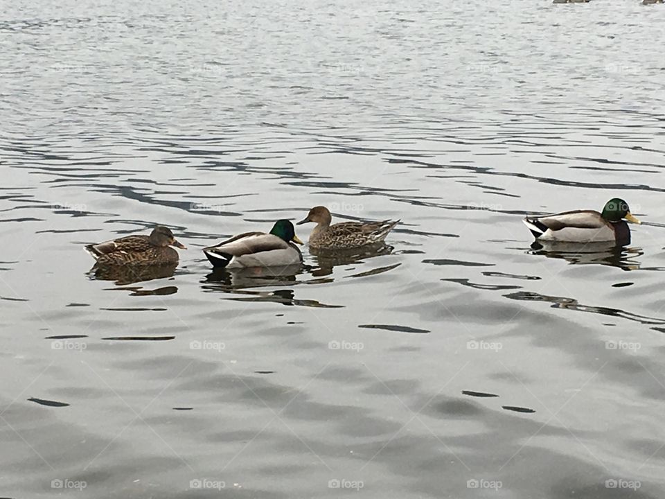 Winter in a lagoon