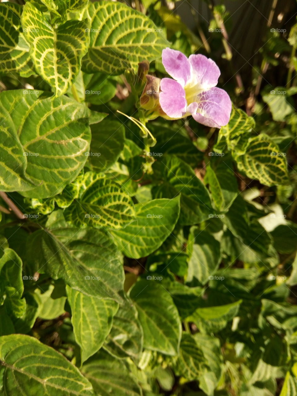 Leaf, Nature, Flora, Garden, Growth