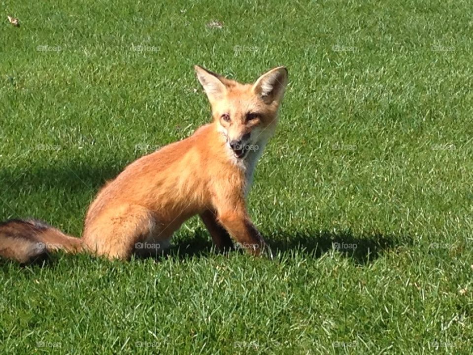Fox on a golf course - 3