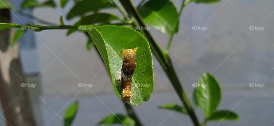 Leafcaterpillar