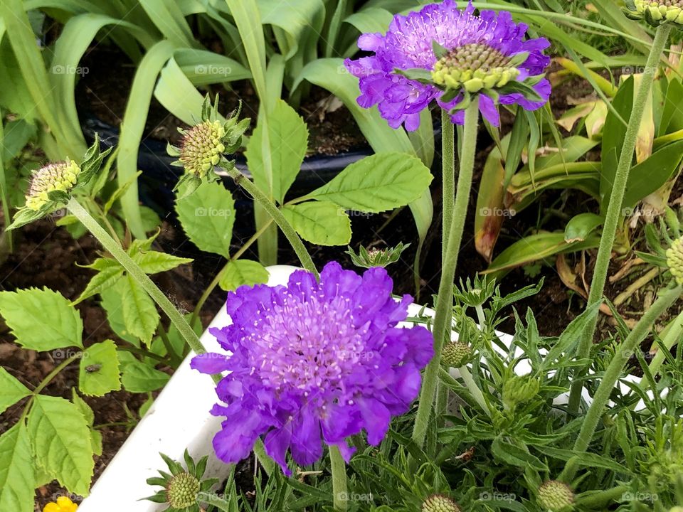 Scabious flowers