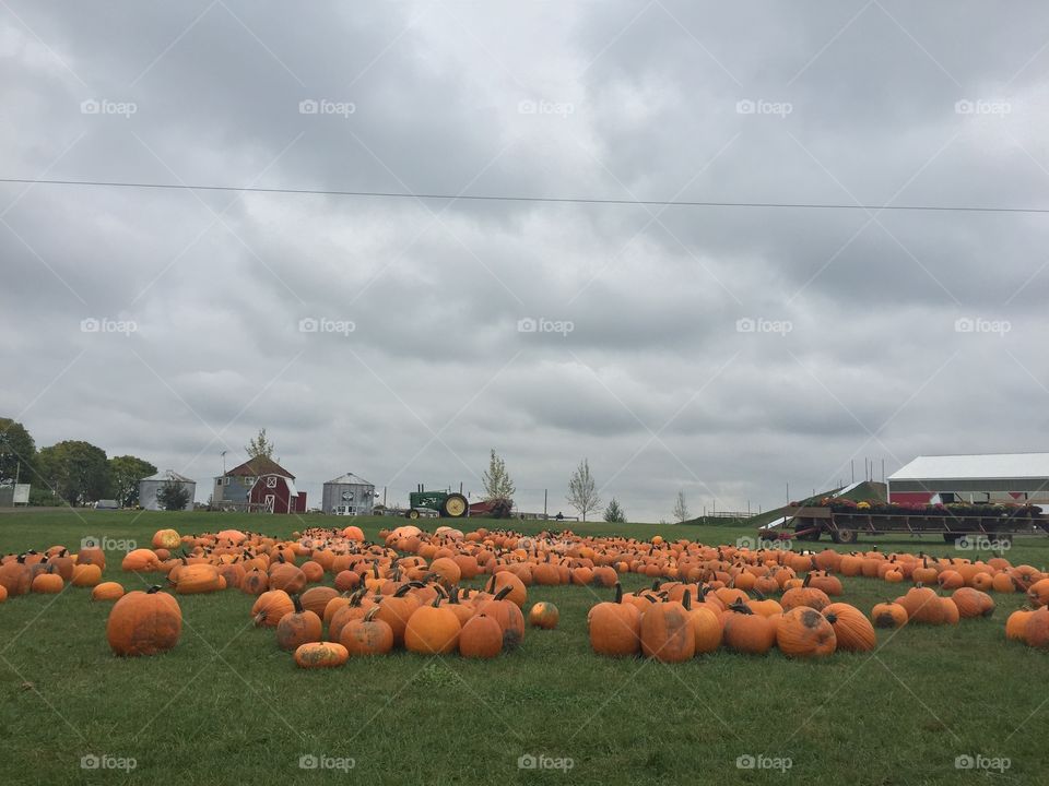 Pumpkin patch 