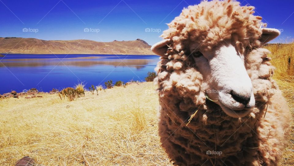 Sheep with the a mountain lake in the background