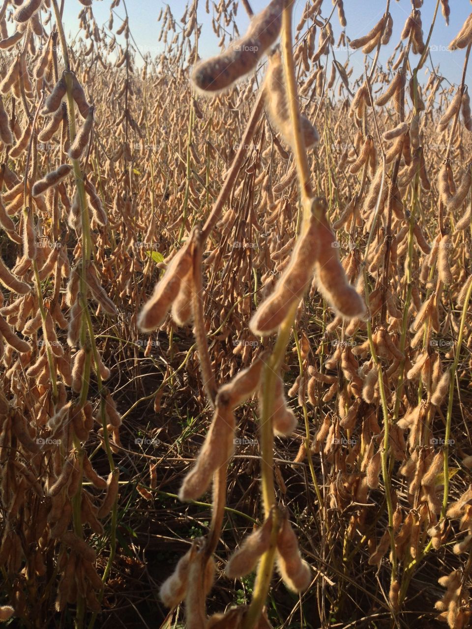 Soybeans ready for harvest. 