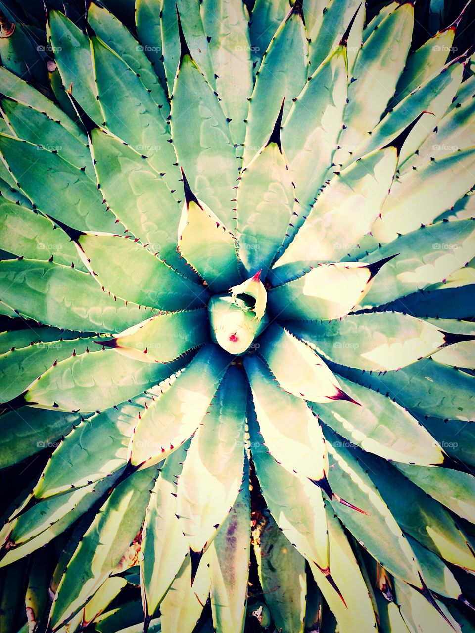 Cactus Petals