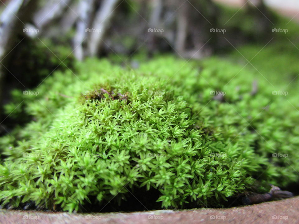 moss