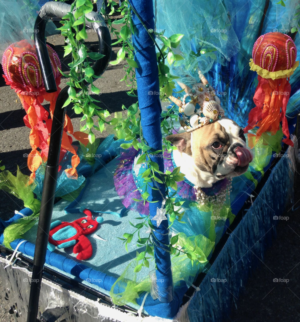 Bulldog on an “Under the Sea” wagon float, Coney Island Dog Costume Parade 