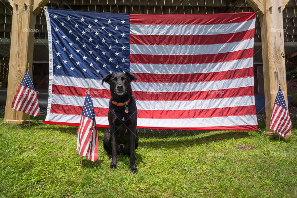 Portrait of a dog sitting in front of america flag
