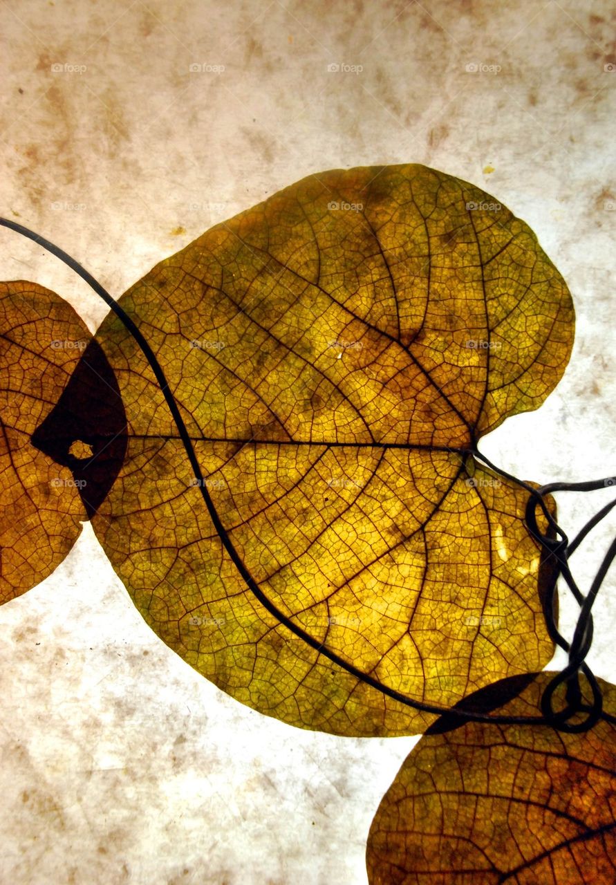 Leaf, veins, roots, Lightbox, translucent, see through, gold, golden, autumn, stem, , 