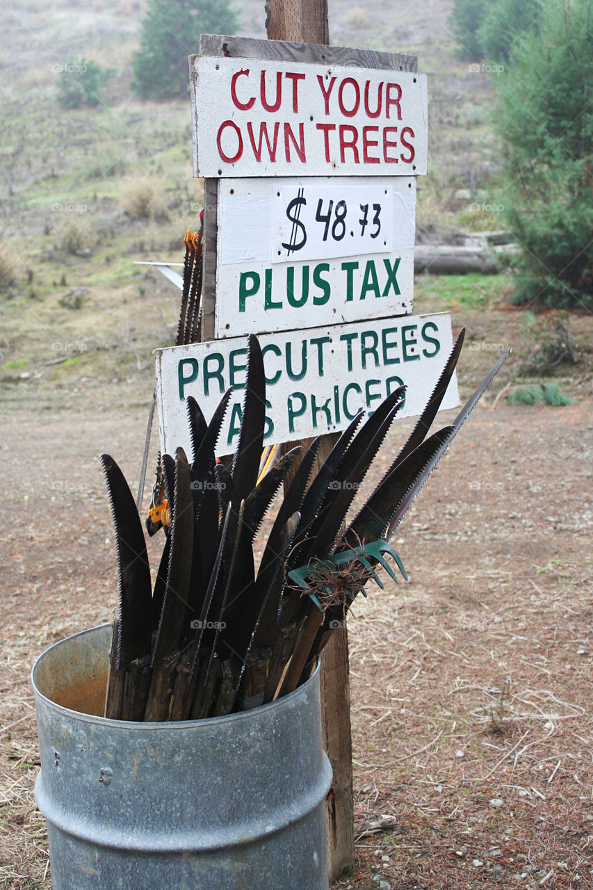 Christmas tree plantation 