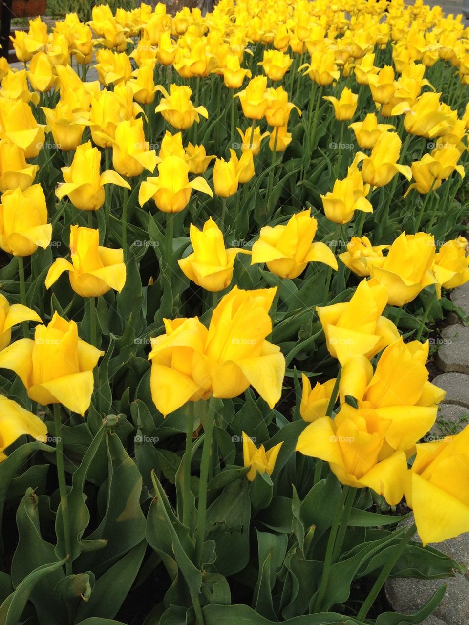 Yellow tulips 2