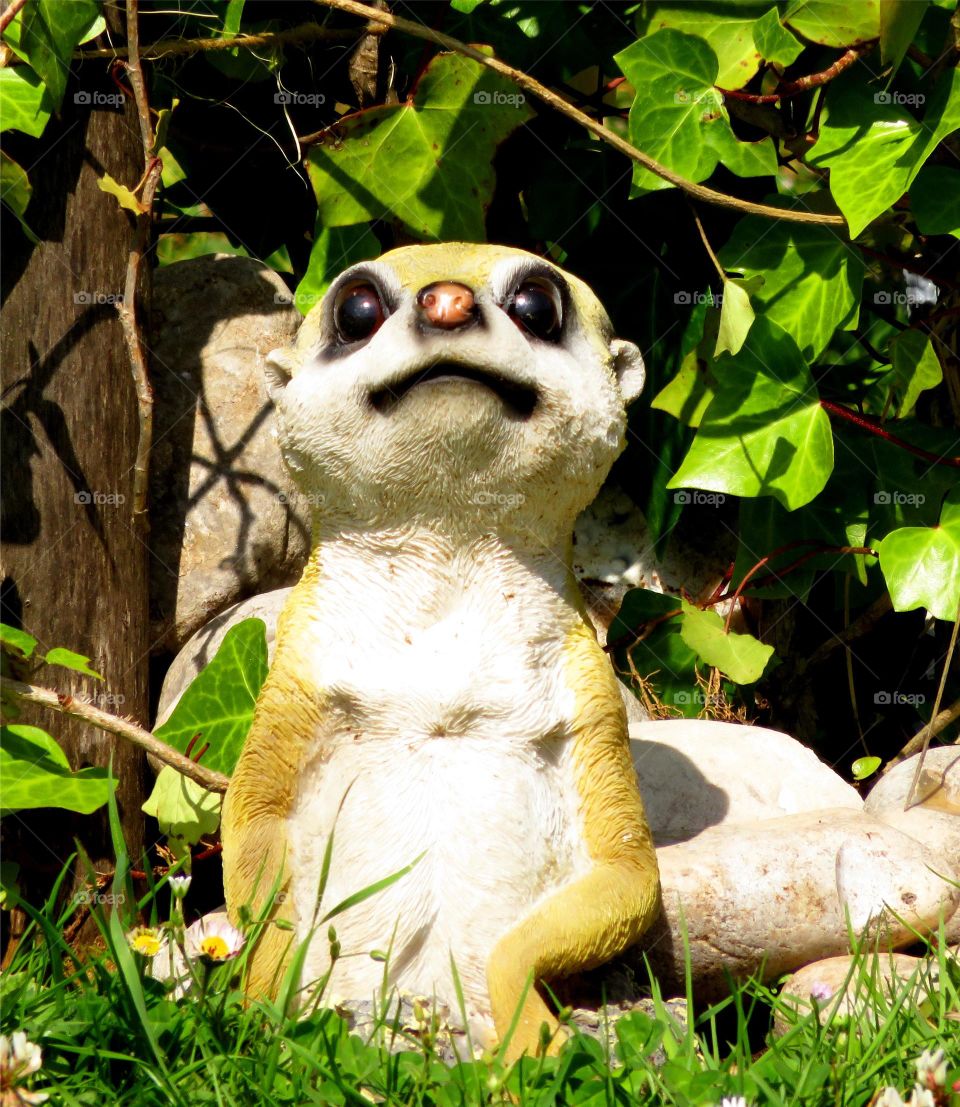 suricate