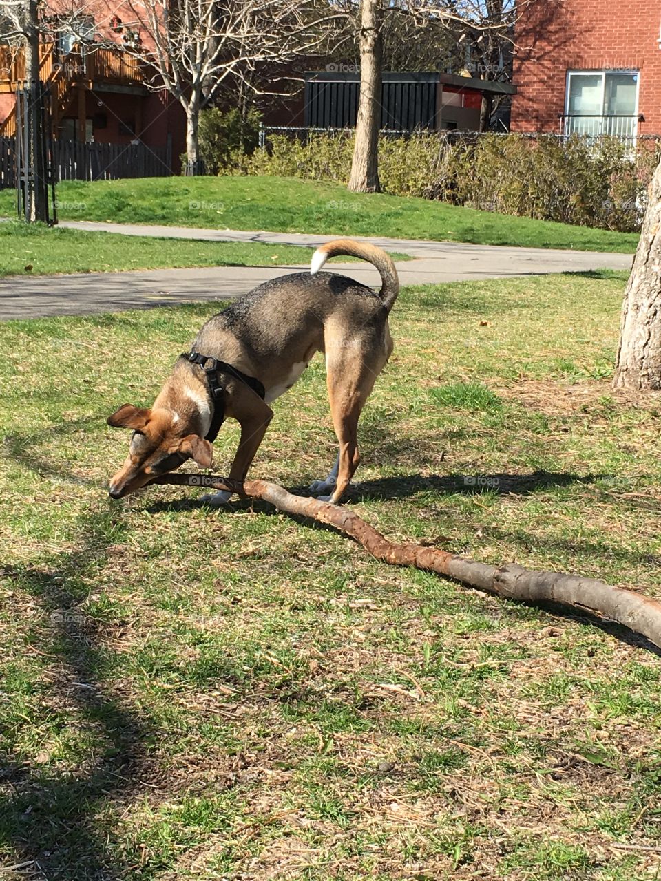 Dog vs branch 