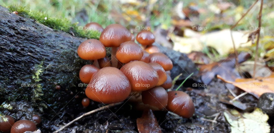 Tree mushroom in Ashdown Forest