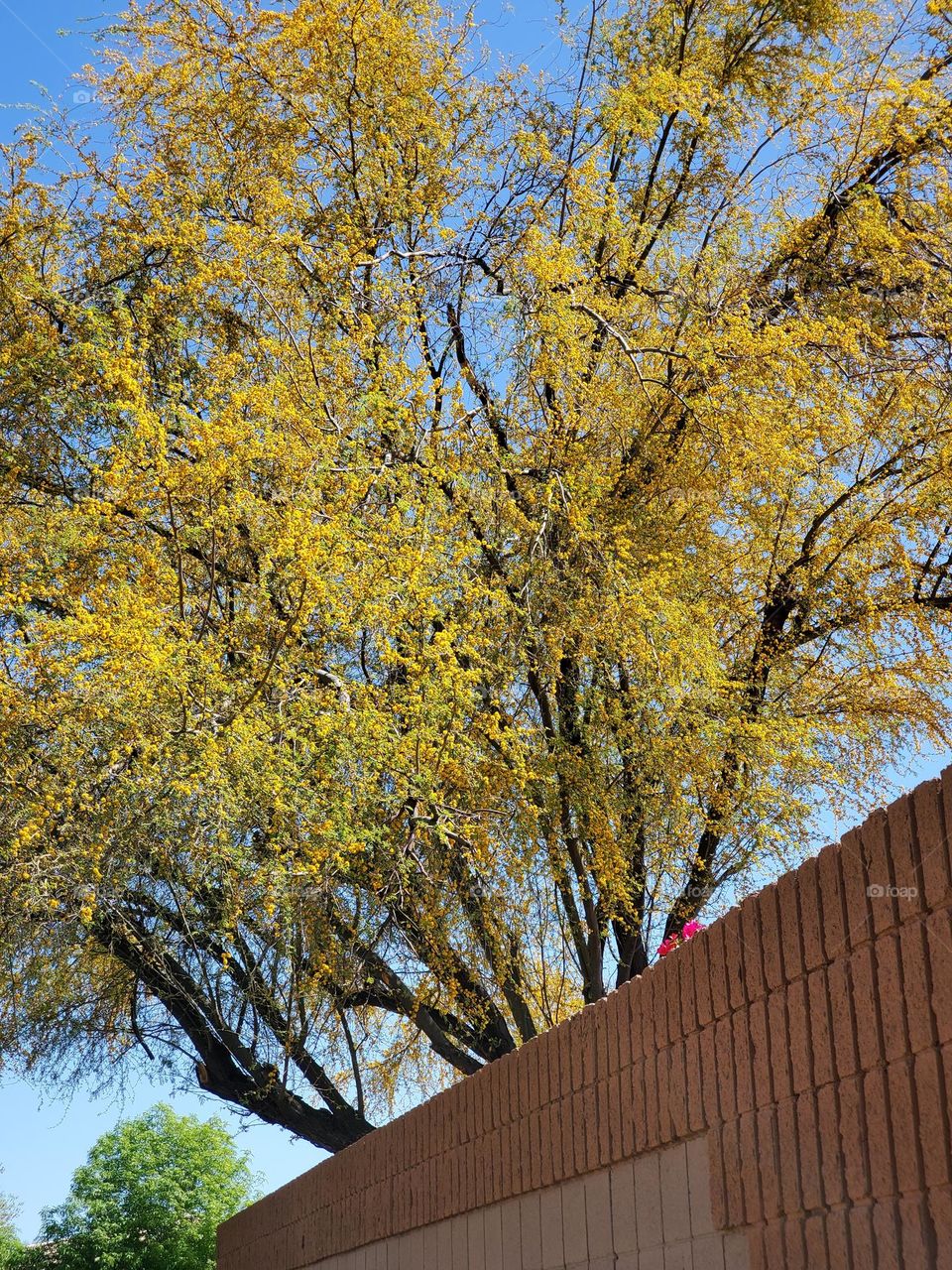Yellow Flowering Tree Behind Wall