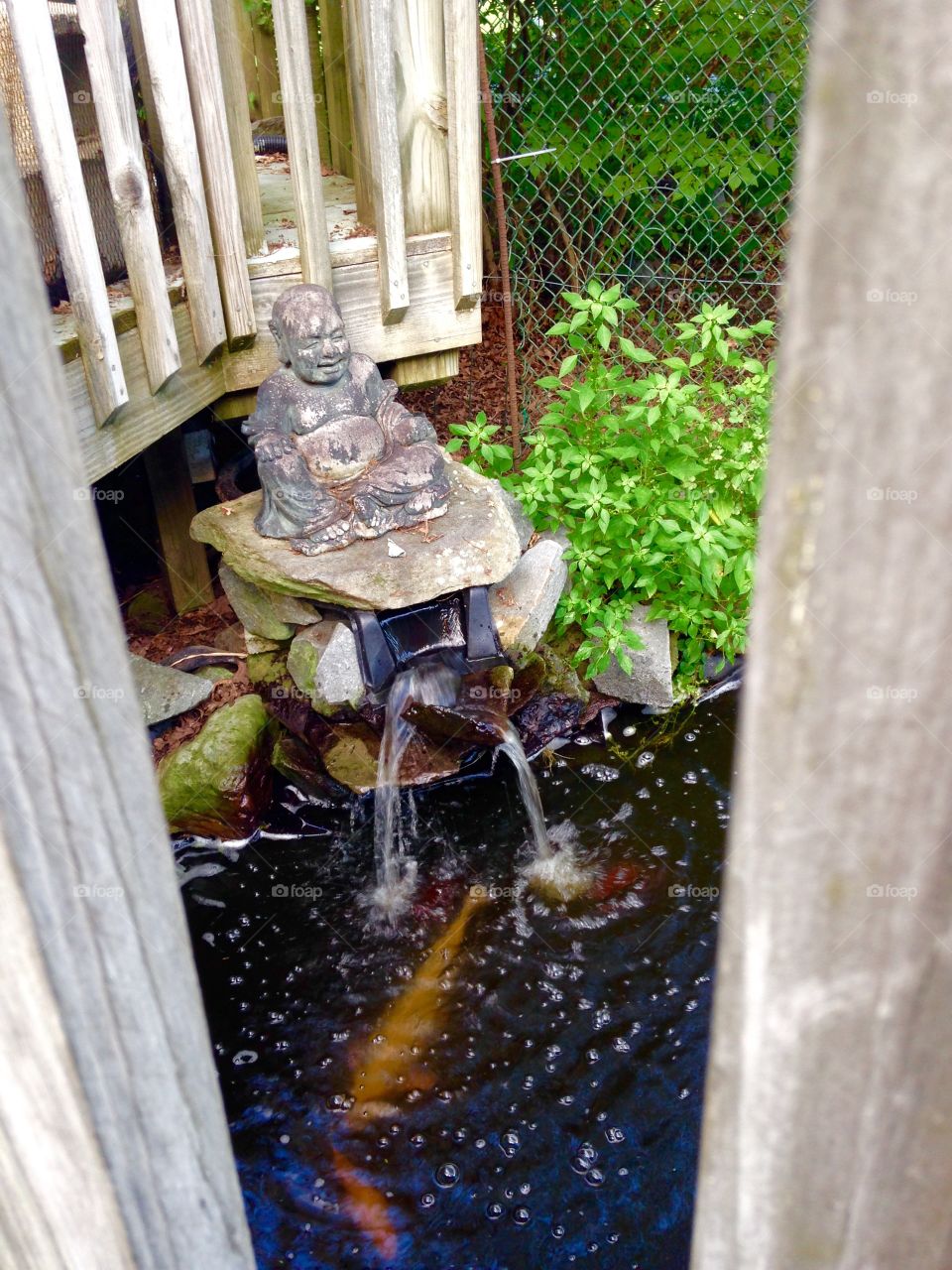 Buda over Koi Pond Waterfall. Pic of our waterfall koi pond. Lg koi w Buda statue atop. Pic taken through upper deck around it w fence protecting it.
