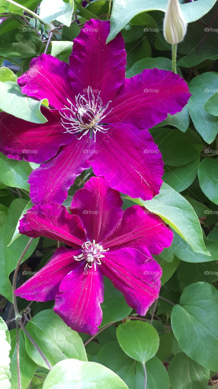 Clematis Rouge Cardinal Two Flowers