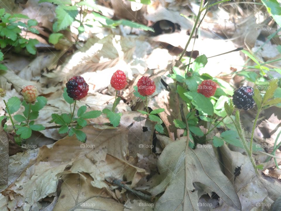 Rubus occidentalis (Blackberry) in various stages of ripeness on a single vine.  They will be ready to be picked soon!