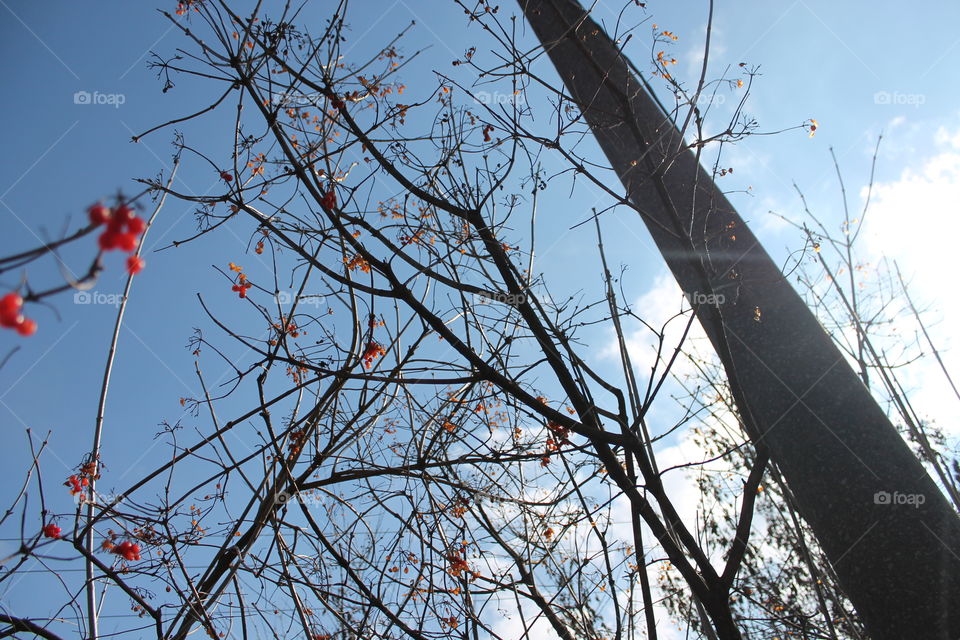 Tree in red