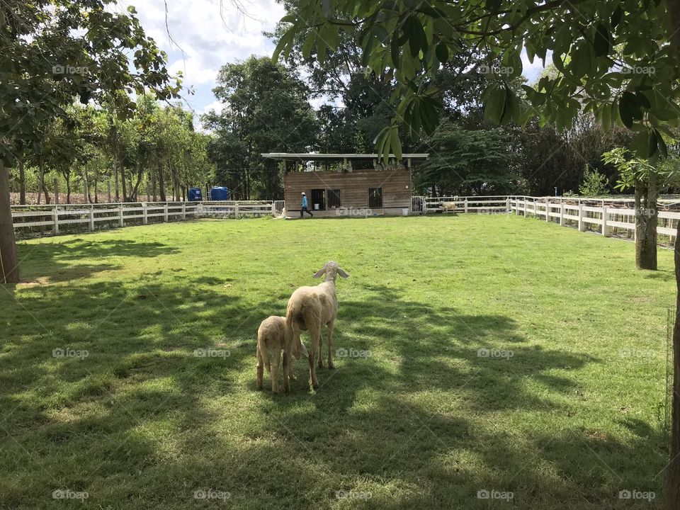 Sheep’s farm 