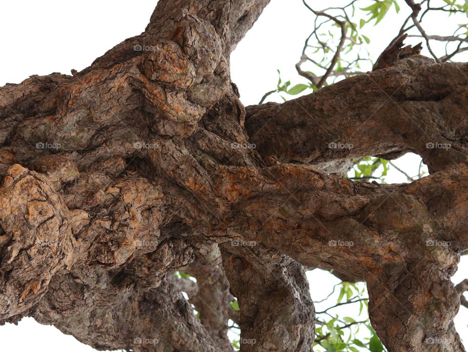 Tree, No Person, Nature, Environment, Outdoors