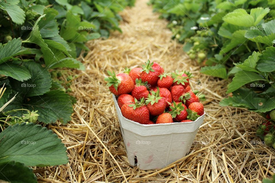 Fresh harvested strawberry in farm