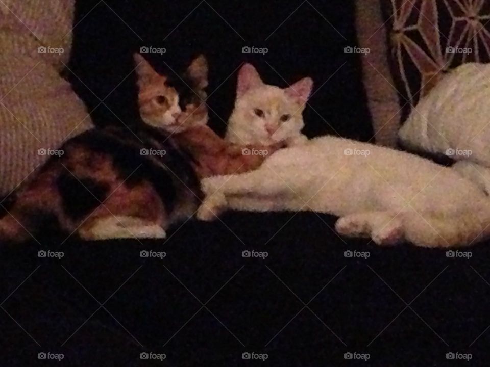 Best buds just chilling hanging out together 