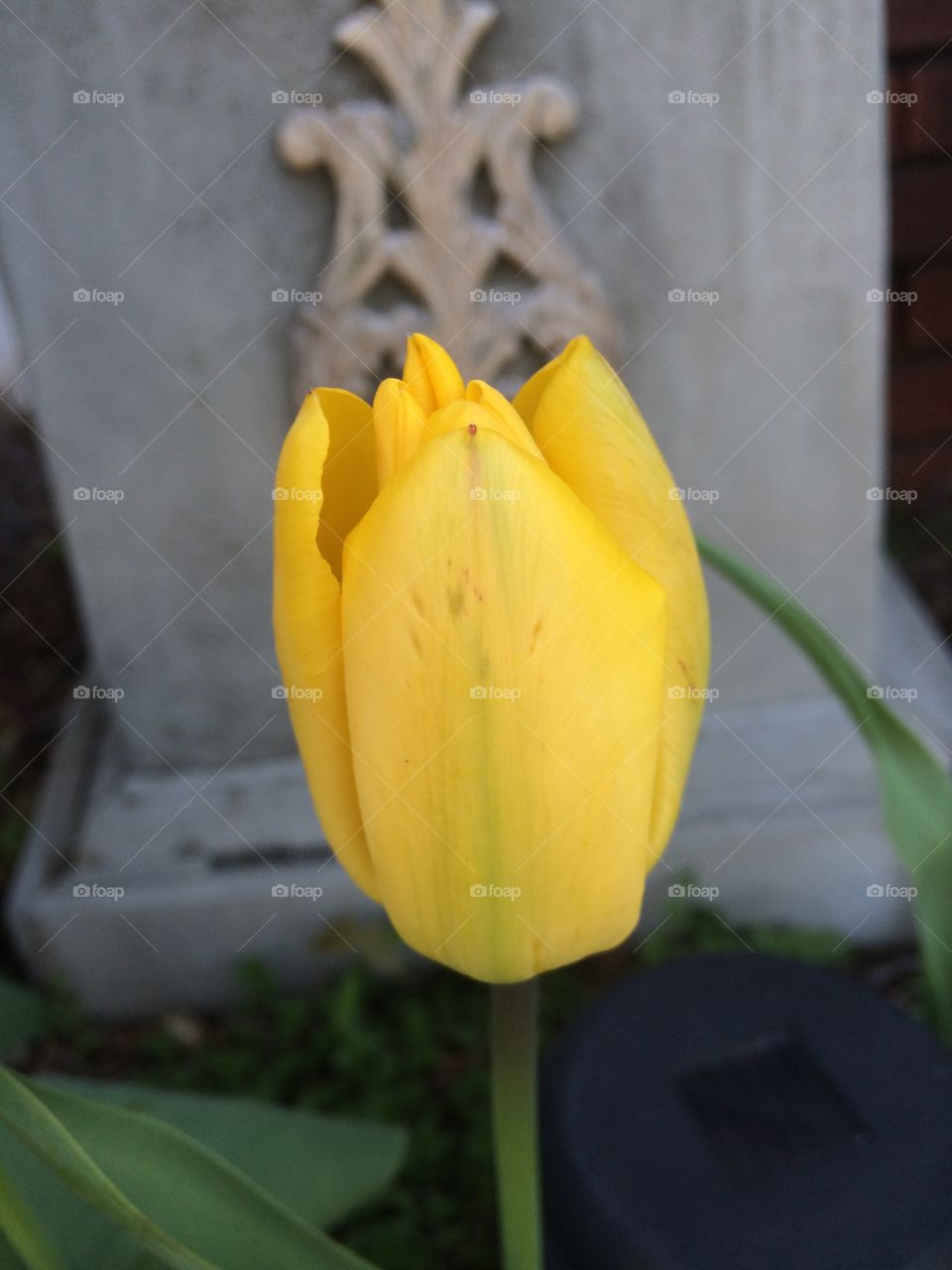Yellow tulip. Mission yellow 